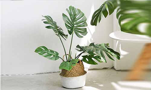 甲醛清除没有味道就成功了吗？